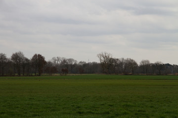 blick auf eine wiese mit gras im nord westen deutschlands fotografiert w&auml;hrend eines spaziergangs in der natur des nord westen deutschlands