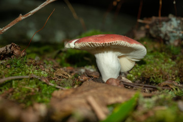 Isolated wild mushroom growing in decaying leaves in Allegheny National forest