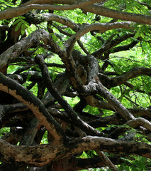 curly tree branches