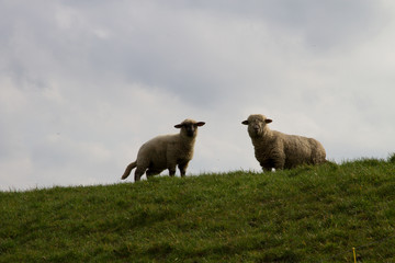 zwei weiße schafe stehen auf der weide und blicken direkt in die kamera im nord westen deutschlands fotografiert während eines spaziergangs in der natur des nord westen deutschlands