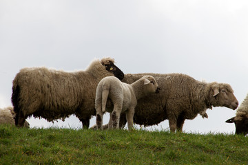 eine kleine gruppe schafe mit einem weißen lamm im nord westen deutschlands fotografiert während eines spaziergangs in der natur des nord westen deutschlands