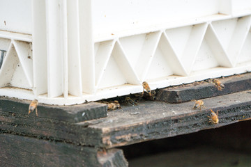 bees flying in and out of bee hive