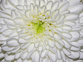 A stunning white chrysanthemum in closeup