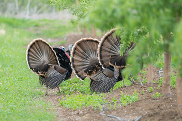 Wild male turkeys strutting in an orchard