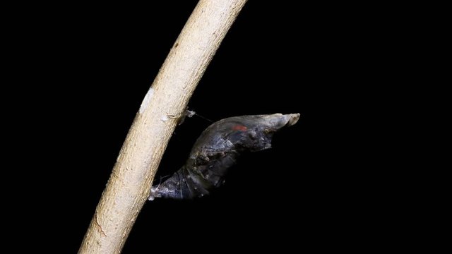 Metamorphosis of swallowtail butterfly cocoon to butterfly time lapse