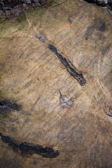 brown tree background 