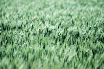 green field of winter wheat