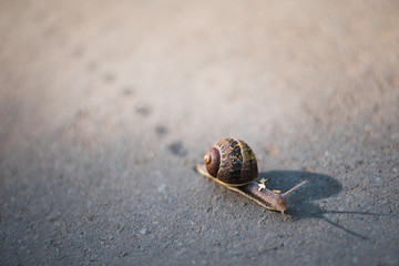 Snail 