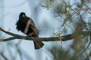 Red wing blackbird perched behind foliage