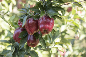 Red apple cluster on a tree branch - red delicious, scarlet spu,  red chief, early red one, starkrimson