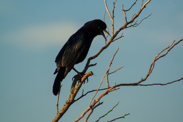 crow
