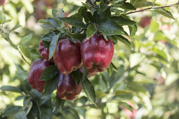 Red apple cluster on a tree branch - red delicious, scarlet spu,  red chief, early red one, starkrimson