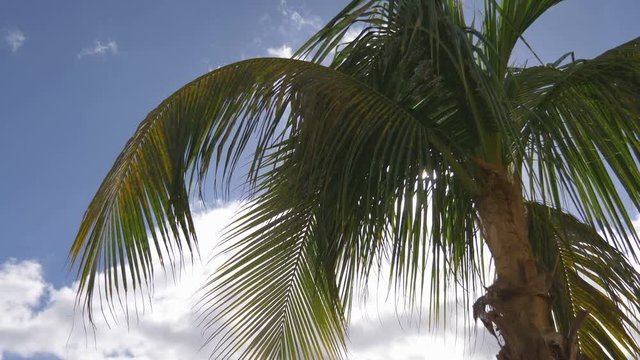 Beautiful palm trees in 4K slow motion 60fps