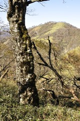 Fototapeta premium 古木と不動ノ峰