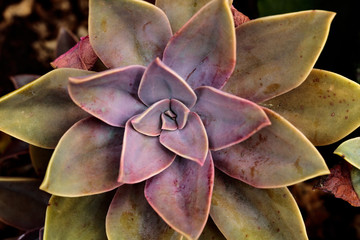 Green and purple magenta closeup of single homegrown succulent, background texture