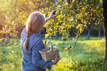 Beautiful young woman holding wicker basket and harvesting apples from fruit tree 