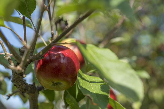 Apfelbaum
