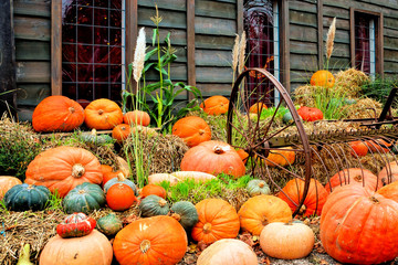 Variety of colorful pumpkins. Autumn harvest scene at a pumpkin patch.