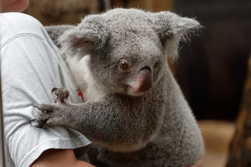 Koalabär auf dem Arm