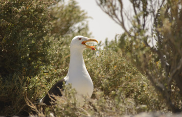 Seagull caring for its nest. 