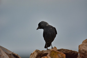 jackdaw bird  staying on rock looking for  something food