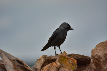 jackdaw bird  staying on rock looking for  something food