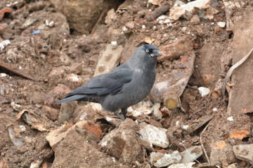 jackdaw bird  staying on rock looking for  something food