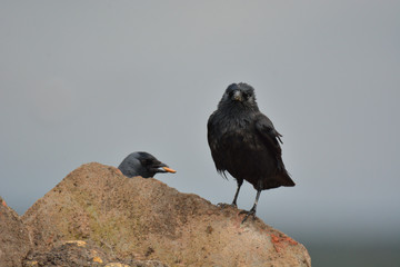 jackdaw bird  staying on rock looking for  something food