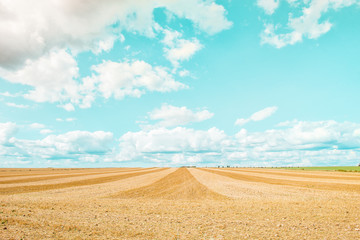 Fototapeta na wymiar Big yellow field after harvesting. Mowed wheat fields under blue sky and clouds at summer sunny day. Converging lines on a stubble wheat field. agrarian sector of production. vintage style. Copy space