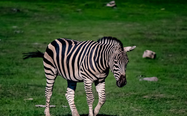 Fototapeta na wymiar A zebra on a grassy savannah.