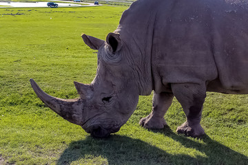 Obraz premium Side view of a Rhino