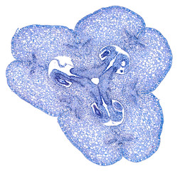 lillium ovary - cross section cut under the microscope – microscopic view of plant cells for...