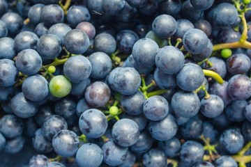 Dark blue grapes.
