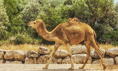 running camel on a background of green bushes in the summer