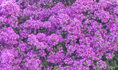 Fototapeta premium Purple flowers texture closeup