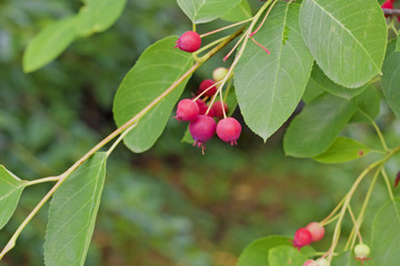  Ripe berries on a tree Serviceberry (Amelanchier canadensis) close-up. Fragment.  also known as shadbush, shadwood or shadblow Canadian serviceberry, chuckleberry, currant-tree. Photo made in Russia.