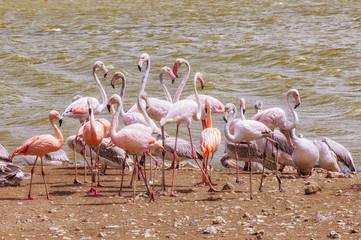 Pink big birds Greater Flamingos, Phoenicopterus ruber, in the water, Safari park, France