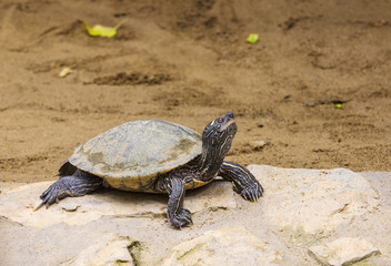 Small turtle on the stone. Close up