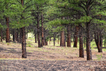 Naklejka premium Trees in the Forest