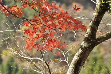 赤いカエデの葉