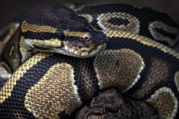Cute Ball Phyton - Reptile Photo Collection