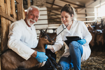 Man and woman veterinarians at large goat farm checking goats's health