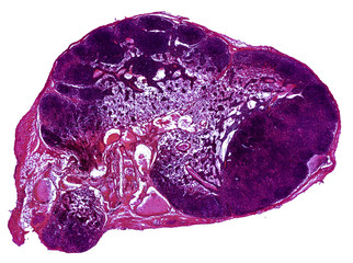 lymphonodus - cross section cut under the microscope – microscopic view of animal cells for education