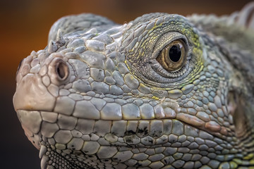 Exotic Common Iguana - Reptile Photo Collection