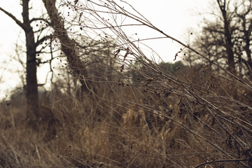 Obraz premium Two bare lonely oak trees leaning into each other behind a tangle of dead wildflowers