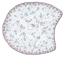 monocot stem - cross section cut under the microscope – microscopic view of plant cells for...