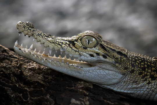 Baby Crocodile - Reptile Photo Collection