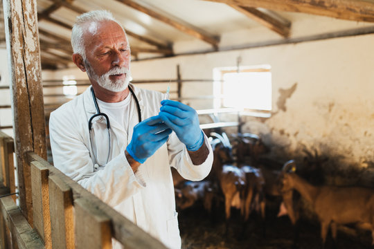 Senior male veterinarian at large goat farm checking goats's health.