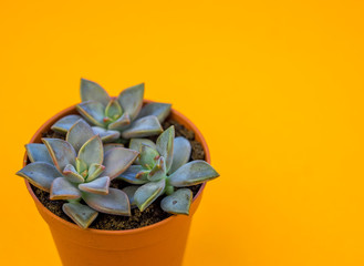 Plant on orange.Tropical Greens minimal art design