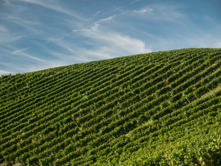 Grape fields with a blue sky. Harvest time. 
